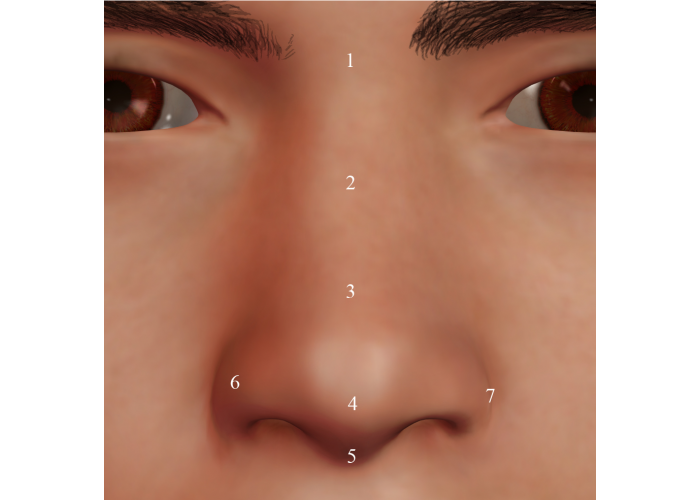 Nasal region