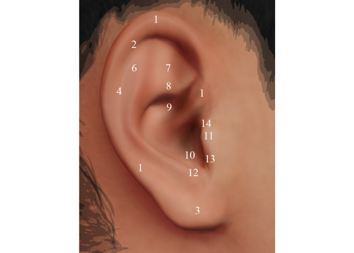 Auditory region